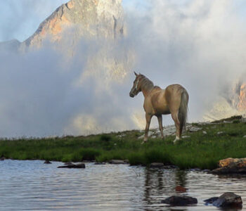 cheval au bord d'un lac de haute montagne