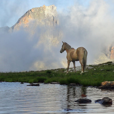cheval au bord d'un lac de haute montagne
